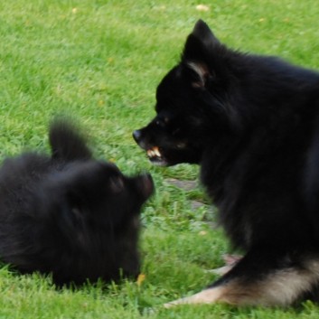 Die Saebelzahnspitze von der Rosssteige 04