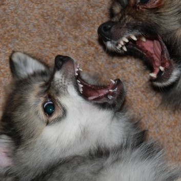 Die Saebelzahnspitze von der Rosssteige 10