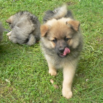 Die Spitzwaschlappen von der Rosssteige 08