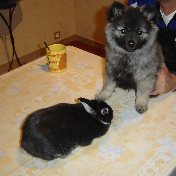 Mittelspitz Fletcher und sein Karnickel