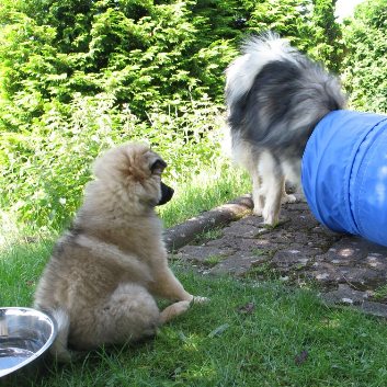 Galerie-Witzig-Babou-chingolo