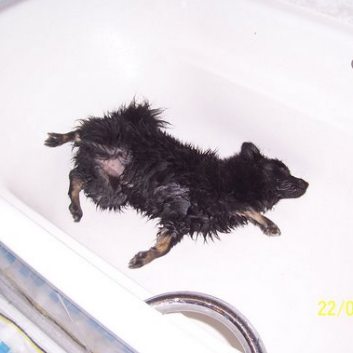 Mittelspitz Diabolo von der Rosteige in der Wanne