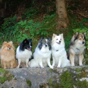 Galeriebild Mittelspitz Aragon von der Rosteige zu Besuch in seiner Heimat Spiegelberg