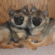 Galeriebild Welpenspielstunde mit den Spitzen von der Rosteige 2