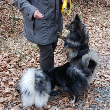 Mittelspitz Leyla Emma von der Rosteige zu Besuch zu Hause 2012-03-01