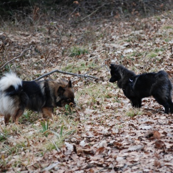 Mittelspitz Leyla Emma von der Rosteige zu Besuch zu Hause 2012-03-39