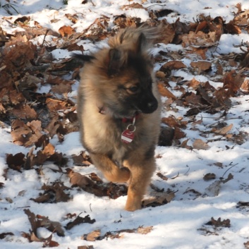 Mittelspitz Lilly Laskaja von der Rosteige zu Besuch zu Hause 2012-02-05