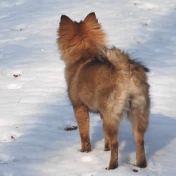Mittelspitz Lilly Laskaja von der Rosteige zu Besuch zu Hause 2012-02-10