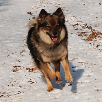 Mittelspitz Lilly Laskaja von der Rosteige zu Besuch zu Hause 2012-02-13