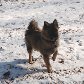 Mittelspitz Lilly Laskaja von der Rosteige zu Besuch zu Hause 2012-02-29