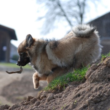 Mittelspitze Kikki und Krmel von der Rosteige in der Welpenspielstunde 43