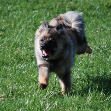 Mittelspitze von der Rosteige haben Spitzbesuch 01