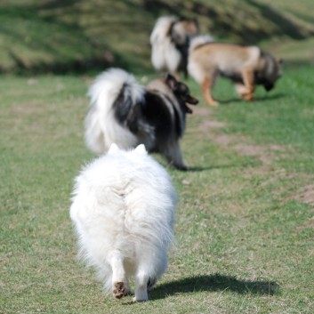 Mittelspitze von der Rosteige haben Spitzbesuch 04
