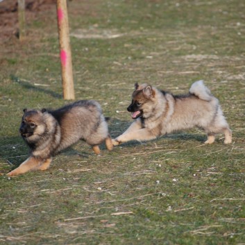 Welpenspielstunde Mittelspitze Kikki und Kobold von der Rosteige mit Spitzfamilie - 56