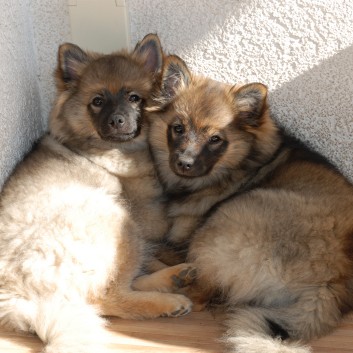 Welpenspielstunde Mittelspitze Kikki und Kobold von der Rosteige mit Spitzfamilie - Teil 2 - 03
