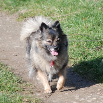 Welpenspielstunde Mittelspitze Kikki und Kobold von der Rosteige mit Spitzfamilie - Teil 2 - 13