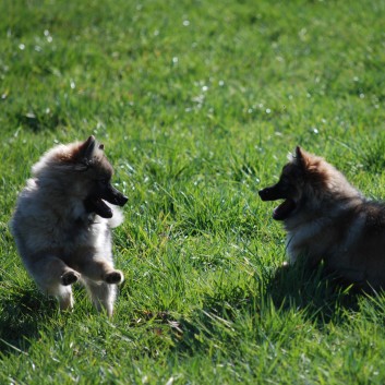 Welpenspielstunde Mittelspitze Kikki und Kobold von der Rosteige mit Spitzfamilie - Teil 2 - 18