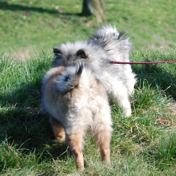 Welpenspielstunde Mittelspitze Kikki und Kobold von der Rosteige mit Spitzfamilie - Teil 2 - 30
