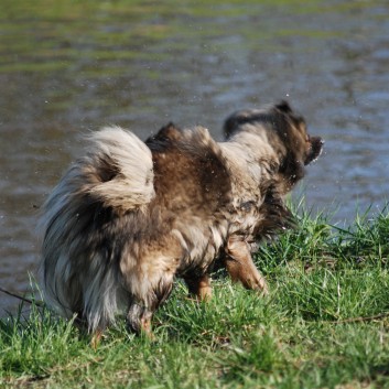 Welpenspielstunde Mittelspitze Kikki und Kobold von der Rosteige mit Spitzfamilie - Teil 2 - 37